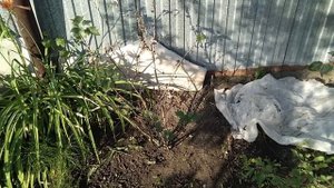 Сохнут и опадают листья на смородине, ягоды мелкие и кислые? В чем может быть причина?