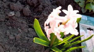 #гиацинт #персиковый / Гиацинт Априкот Пэшн ( лат. hyaсinthus Apricot Passion)