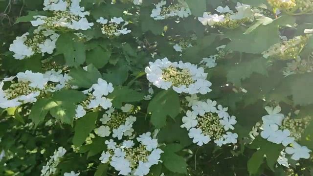 Ой, цветёт КАЛИНА... смотреть онлайн