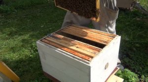 матка в отводке начинает откладывать яйца