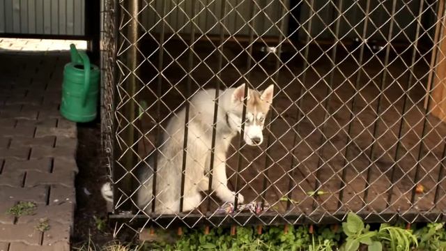 Тайра смотреть онлайн