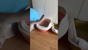 Какой лоток лучше выбрать для котёнка? Делюсь своим опытом.