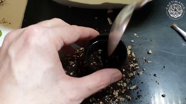 Potting up Euphorbia Seedlings | Obesa & Symmetrica | #Cactus & #Succulent Collection смотреть онлайн