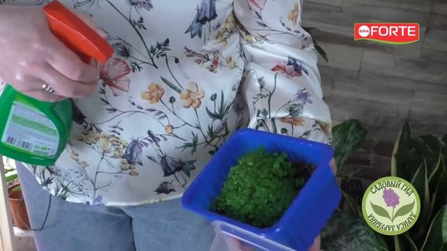Быстро и безопасно избавляемся от комариков на рассаде. Натуральный спрей на пиретруме Bona Forte.