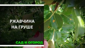 Ржавчина на груше. Причины и лечение