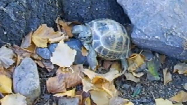 Turtle Среднеазиатская черепаха смотреть онлайн