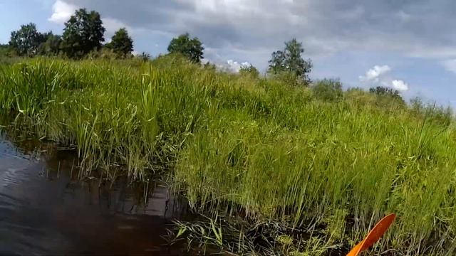 Заплыв по реке Щара 28 08 2022 смотреть онлайн