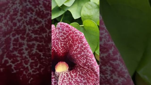 Aristolochia littoralis,  Dutchman's pipe, duck flowers.