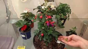 Фуксия после обрезки.