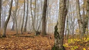 Горячий ключ осенью