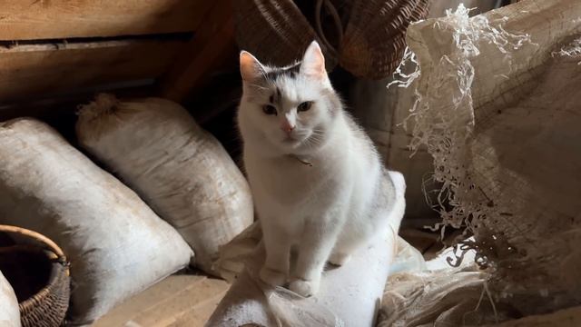 Экстремальные ПРЯТКИ! ЧЕЛЛЕНДЖ для КОТОВ А НУ КА ДАВАЙКА! КАМУФЛЯЖНЫЕ ПРЯТКИ с ЧИТАМИ от КОШКИ МУРК смотреть онлайн