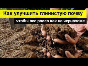 Как улучшить глинистую почву, чтобы все росло как на черноземе_ 5 идеальных разрыхлителей