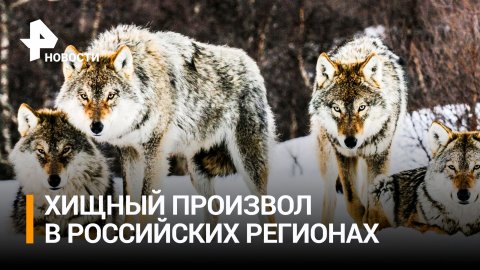 Атаки волков на людей участились в российских регионах / РЕН Новости