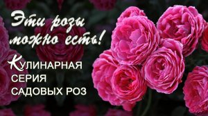 Эти розы можно есть! Кулинарная серия садовых роз