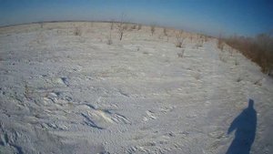 Охота с Дратхааром. Первый выход в новом 2024 году!                                   #зимняя#охота