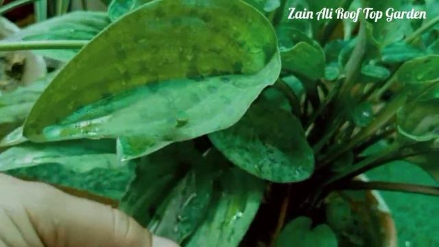 #AfricanHosta #littlewhitesoldier #drimiopismaculataplantcareandtips How to care drimiopsis maculat смотреть онлайн