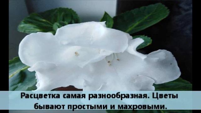 Глоксинии и трипсы. смотреть онлайн