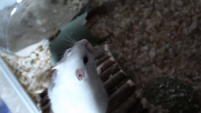 СТАРОСТЬ У ПЕСЧАНОК | КАК УХАЖИВАТЬ ЗА ПОЖИЛЫМИ ПЕСЧАНКАМИ