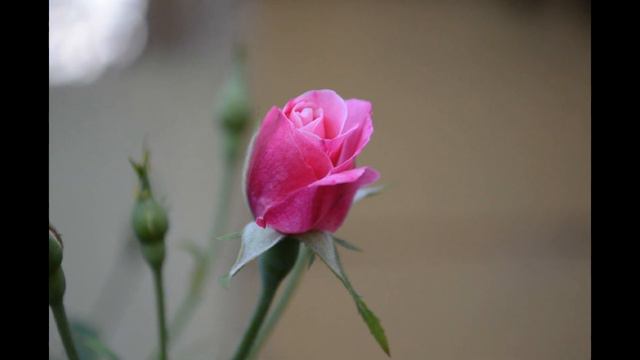 Nikon D3200 Photography -18-55 mm Kit Lens ( Photos ) смотреть онлайн