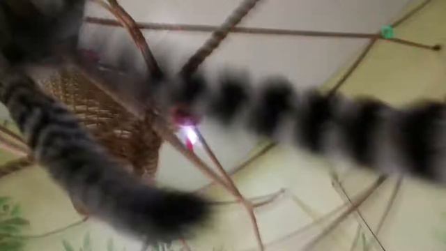 Завтрак у Лемуров смотреть онлайн