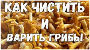 Как почистить и сварить грибы лисички // Жизнь в деревне