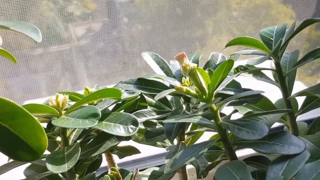 Цветение новых сеянцев! Сложные бутоны Адениума..и общий обзорчик. смотреть онлайн