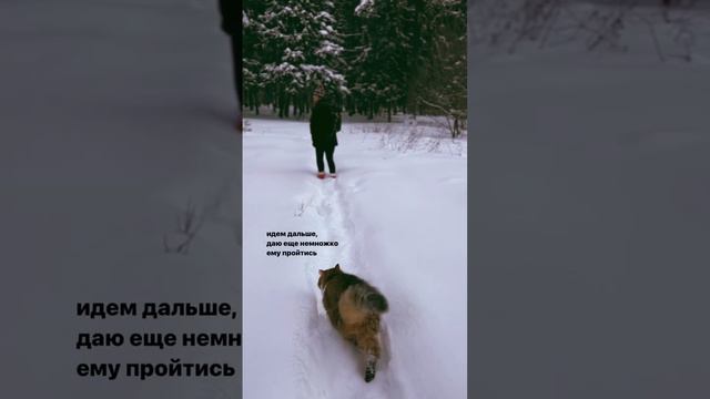 Заснеженный сибирский кот.