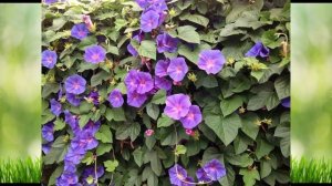 7 однолетних цветов, которые можно сеять сразу в грунт, без выращивания рассады