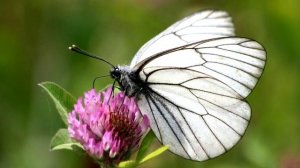 Бабочки в природе