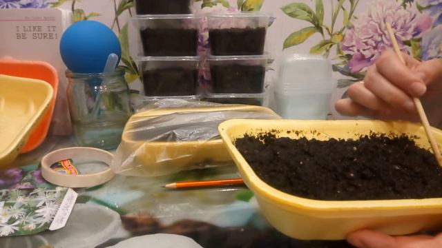 Сею дихондру и статице смотреть онлайн