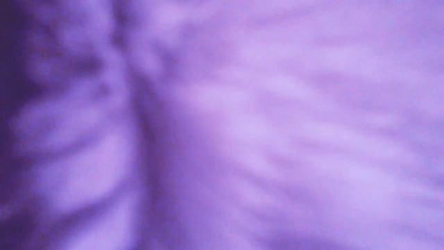 Шеба лежит на подушке😄 смотреть онлайн