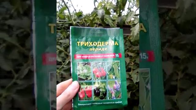 Фитофтороз на томатах в открытом грунте.