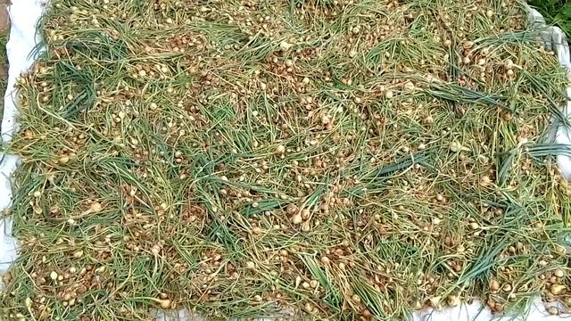 Севок репчатого лука. Сбор, сушка. смотреть онлайн