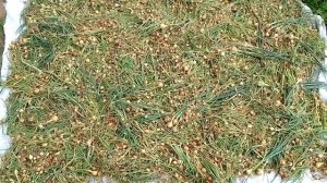 Севок репчатого лука. Сбор, сушка.