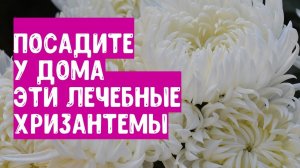 Посадите у дома эти лечебные хризантемы. Лечебное видео для балансировки энергий тела