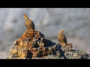 Улар кавказский (Tetraogallus caucasicus)