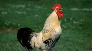 Как разговаривают животные на разных языках