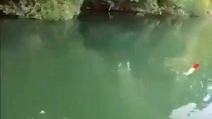 Сом на спиннинг.