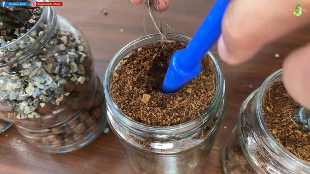 #103 : Experiment of Growing Succulents Indoor (Soil versus LECA)