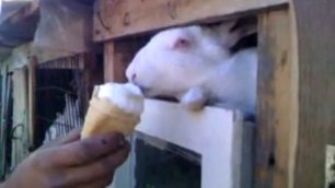 Кролики любят мороженое