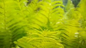 Красота папоротника.