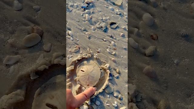 Sand dollars peeking out at sunset!!