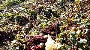 Урожай свеклы. Нашествие мышей.