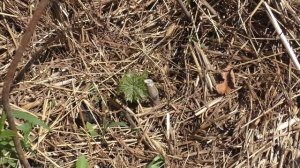 Виноград первого года посадки. Как развивается. Какой уход необходим