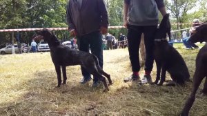 56-я открытая Краснодарская краевая выставка. Курцхаары, ринг сук, средняя  возрастная группа