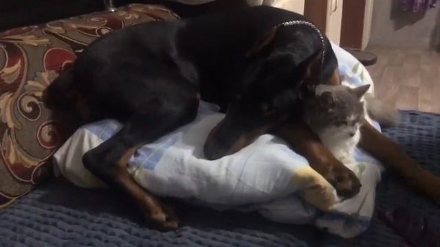 Любимая игрушка добермана перед сном смотреть онлайн