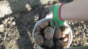 Сбор картошки в деревне