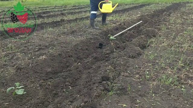 Сажаем ежевику весной.