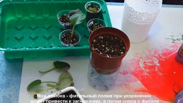 Омолаживаю / переукореняю старую фиалку