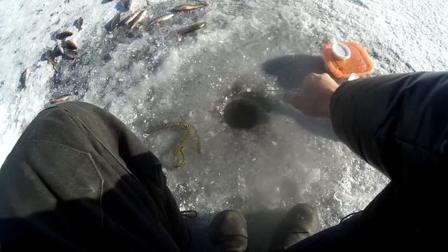 Окунь дуреет от падающей мормышки